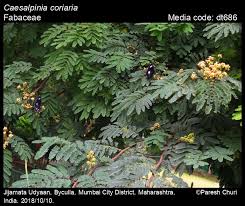 Image result for Libidibia coriaria