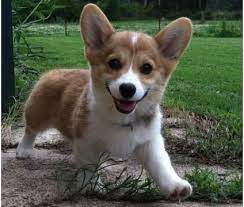 Find great deals on ebay for corgi puppies for sale. Asderar Pembroke Welsh Corgi Puppies For Sale Pembroke Welsh Corgi Puppies For Sale Corgi Pembroke Welsh Corgi Puppies