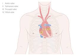 I never check this thread anymore, so sorry. Heart Amboss