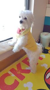 Gulda Tutuncuoglu Adli Kullanicinin Maltese Terrier Dog Pamuk Panosundaki Pin