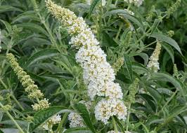 Image result for Buddleja pulchella