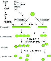 Maybe you would like to learn more about one of these? Peroxisome Biogenesis And Function Abstract Europe Pmc