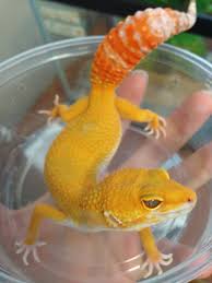 Breeding leopard geckos is not a difficult task. Leopard Geckos A Beginner S Guide Leopardgeckos