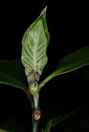 Image result for Psychotria peduncularis
