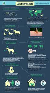 Leishmaniasis All You Need To Know Vet Medicine Veterinary Veterinary Studies