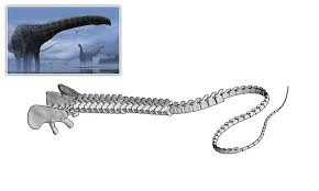 Image result for Toddaliopsis