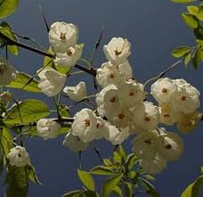 Image result for Mohria vestita