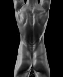 Stephen w leslie, md, facs medical. Anatomy Male Torso Nudity Zbrushcentral