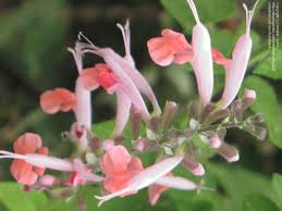 New salvia varieties are constantly being introduced, and they are wonderful for attracting hummingbirds and butterflies to your gardens. Plantfiles Pictures Salvia Hummingbird Sage Scarlet Sage Texas Sage Coral Nymph Salvia Coccinea By Gardengrrl