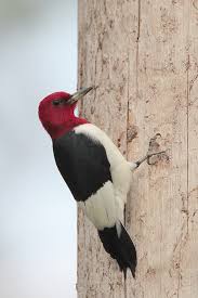 Icheckmovies helps you keep a personal list of movies you have seen and liked. Beak Of The Week Red Headed Woodpecker