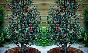 Check spelling or type a new query. Blue Maid Holly Bushes For Sale The Tree Center
