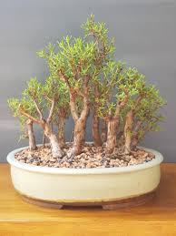 Image result for Crassula sarcocaulis