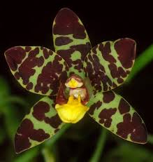 Image result for Ansellia