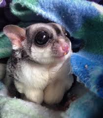 12 Alternative Pets Mom Com