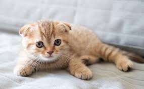Scottish Fold Kediler Ve Tum Ozellikleri Bakimi Suzionline
