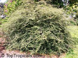 Image result for Grewia microthyrsa