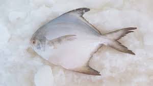 Akan terlihat sangat bagus jika dia berenang bebas di seunik ikan tancho koi, ikan koi shiro utsuri memiliki kombinasi dua warna berbeda yaitu hitam pekat dengan putih bersih. Jenis Jenis Dan Manfaat Ikan Bawal Untuk Kesehatan