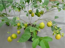 Toprağı sulayarak güneş gören bir yere yerleştirin. Limon Bakimi Evde Limon Agaci Nasil Yetistirilir Bakimin Temelleri