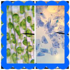 Check spelling or type a new query. Plant And Animal Cells Microscope Lab Template Plant And Animal Cells Science Cells Science Projects For Kids