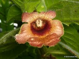 Image result for Gesneriaceae