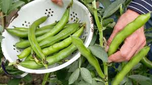 Learn to pod and cook broad beans using our simple video. How To Grow Broad Beans Add These Low Maintenance Crops To Your Veg Plot Gardeningetc