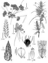 Image result for Cyperus dubius