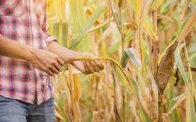 2 résultat(s) proposé(s) par un ami : Quel Est L Impact Du Changement Climatique Sur Les Maladies Des Plantes En Agriculture
