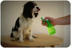 Recette De Repulsif Anti Puces Anti Tiques Pour Chien Huiles Essentielles Produit Anti Puce Anti Puce Maison Puces Chien