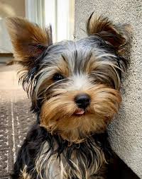 Pet friendly hilton head island hotels and motels are listed below along with the pet policy if available. An Alligator Swallows Dog In Bluffton Sc Behind Family Home Hilton Head Island Packet