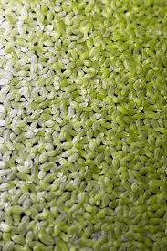 Image result for Lemna minor