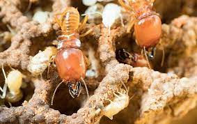 Each year, termites cause significant damage to structures and crops in subtropical and warm, arid regions of the united states. Greensboro Nc Termite Control Go Forth Pest Control