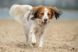 This technique was also called tolling. 51 Nederlandse Kooikerhondje Ideas In 2021 Breeds Dog Breeds Spaniel