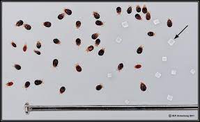 Tap here for a free estimate! Bird Mites How To Get Rid Of Them Naturally In 11 Simple Steps