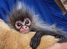 Zooborns Monkey Pictures Spider Monkey Baby Monkey