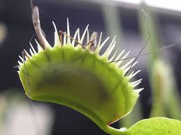 Carnivorous plant * compost * venus fly trap * pitcher * premium grade *. Leaves Rapidly Snap Shut Biological Strategy Asknature