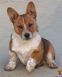 Depending on each puppy, you may have a super loyal and alert australian cattle type of cowboy corgi, or a loving, affectionate pembroke welsh type of puppy. Pembroke Welsh Corgi Puppy For Sale Cowboy Corgi Lookout Farm 11 Years Old