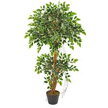 Image result for Ficus variifolia