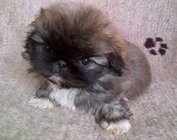 Black And White Pekingese Puppies For Sale Pin By Karen Bonds On Pug Mixed Breeds Kittens And Puppies Mixed Breed Puppies Pekingese Puppies