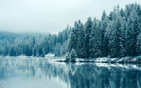 Winter Forest Hd Wallpapers Top Free Winter Forest Hd Backgrounds Wallpaperaccess Forest wallpapers for 4k, 1080p hd and 720p hd resolutions and are best suited for desktops, android phones, tablets, ps4 wallpapers. winter forest hd wallpapers top free