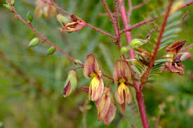 Image result for Aeschynomene nyassana