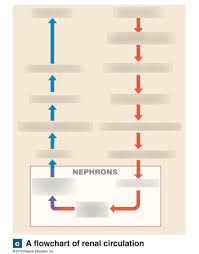 Renal Circulation Flow Chart Diagram Quizlet