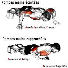 En principe, il est possible de répartir un programme de prise de masse au sein d'un entraînement divisé par zones du corps groupées ou bien dans un cycle corps entier. 13 Pompes En Musculation Pour Renforcer Bras Et Pectoraux