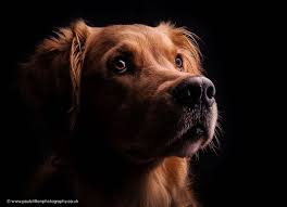 Amazing Professional Dog Portrait Photos Professional Dog Portraits Professional Dog Photography Dog Portraits