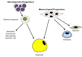 Check spelling or type a new query. Adipose Tissue Physiology To Metabolic Dysfunction Endotext Ncbi Bookshelf