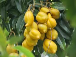 Image result for Xenostegia pinnata