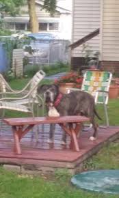 Compare 13 options near rochester, ny. Pets At Peace 50 Dubelbeiss Ln Rochester Ny Pet Services Mapquest
