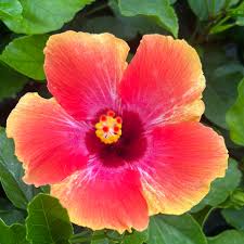 Image result for Hibiscus hiernianus