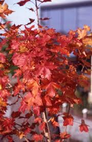 It has the classic large lobed leaf foliage of norway. Andre Briant The European Specialist Of Ornamental Young Plants Welcome Variety Range Access To Varieties Ornamental Trees
