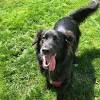 Polish champion polish junior champion wildest alice flat coated retriever kennel lilywell offers a last male puppy for sale. Https Encrypted Tbn0 Gstatic Com Images Q Tbn And9gcswoigtcf3ttetmdaosb1pwp4hwgv2vuxhofa13zqhb9i1kvolf Usqp Cau