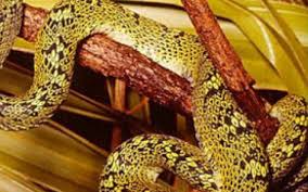 Image result for Bothriocline emilioides